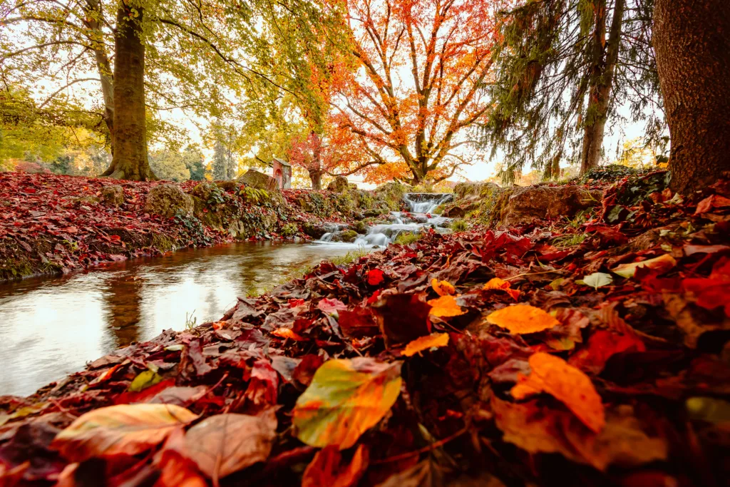 Autumn Colours