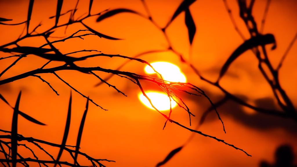 branch, sunset, nature, sunlight, evening, silhouettes, orange nature, orange sunset, orange natural, nature, nature, sunlight, sunlight, sunlight, sunlight, sunlight, evening